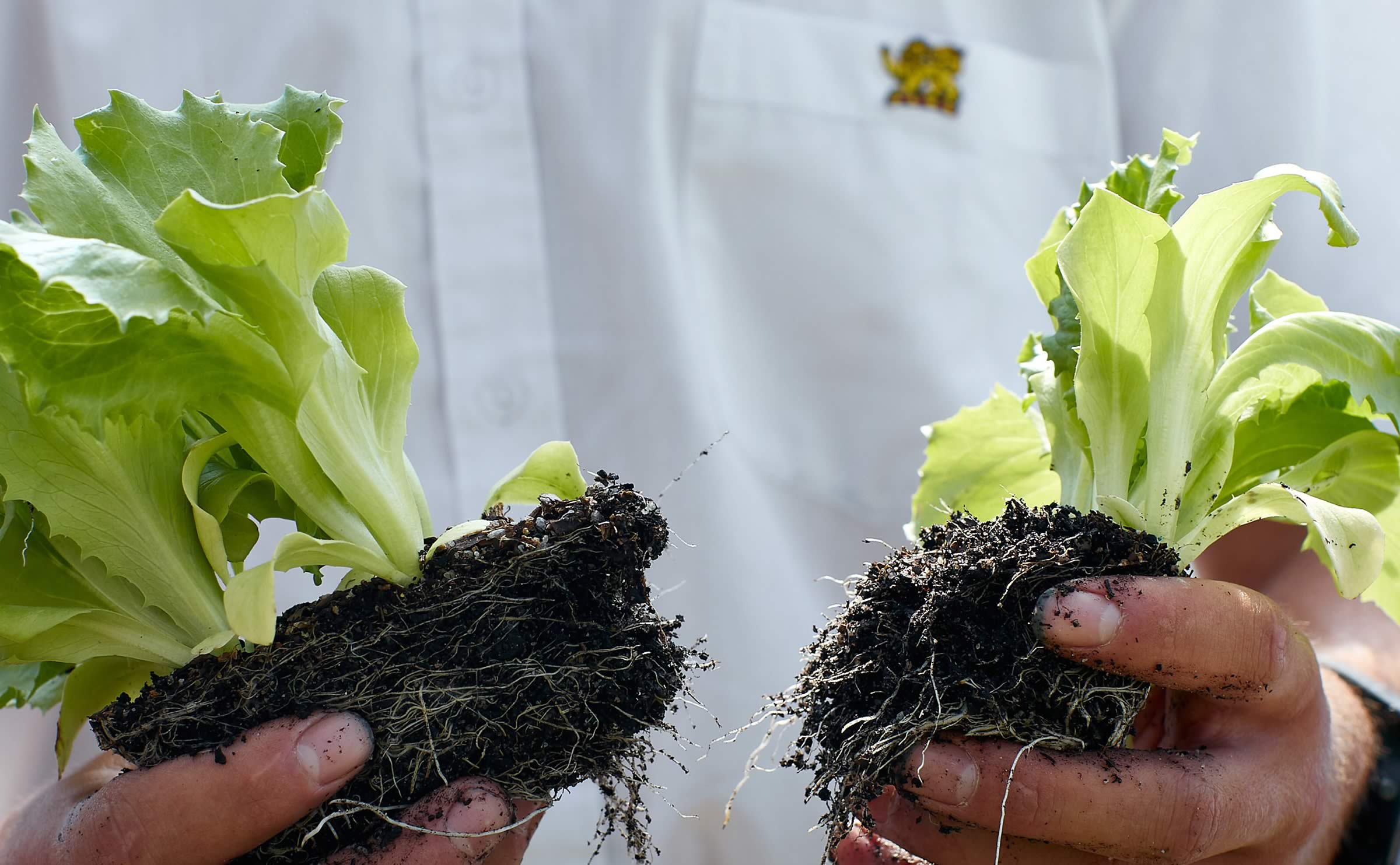 Agricultural Enterprise students with lettuce seedlings. Image: Joshua Lamont.